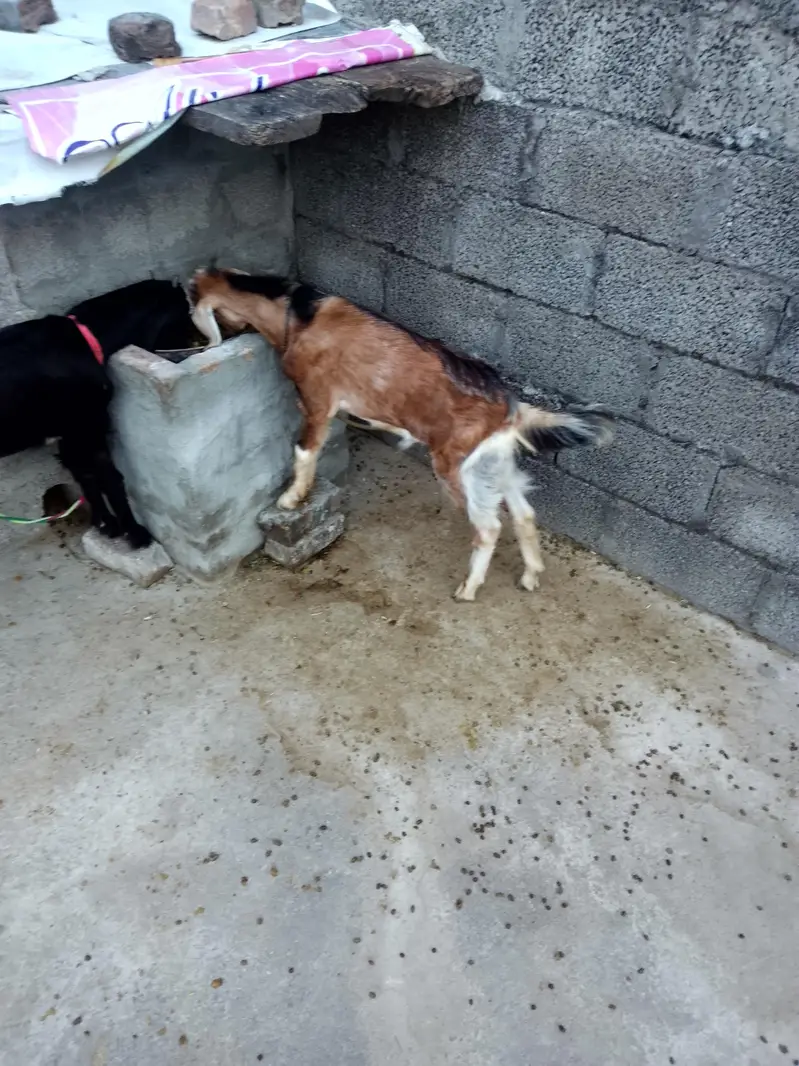 goat pair for sale age 7 month — photo 2
