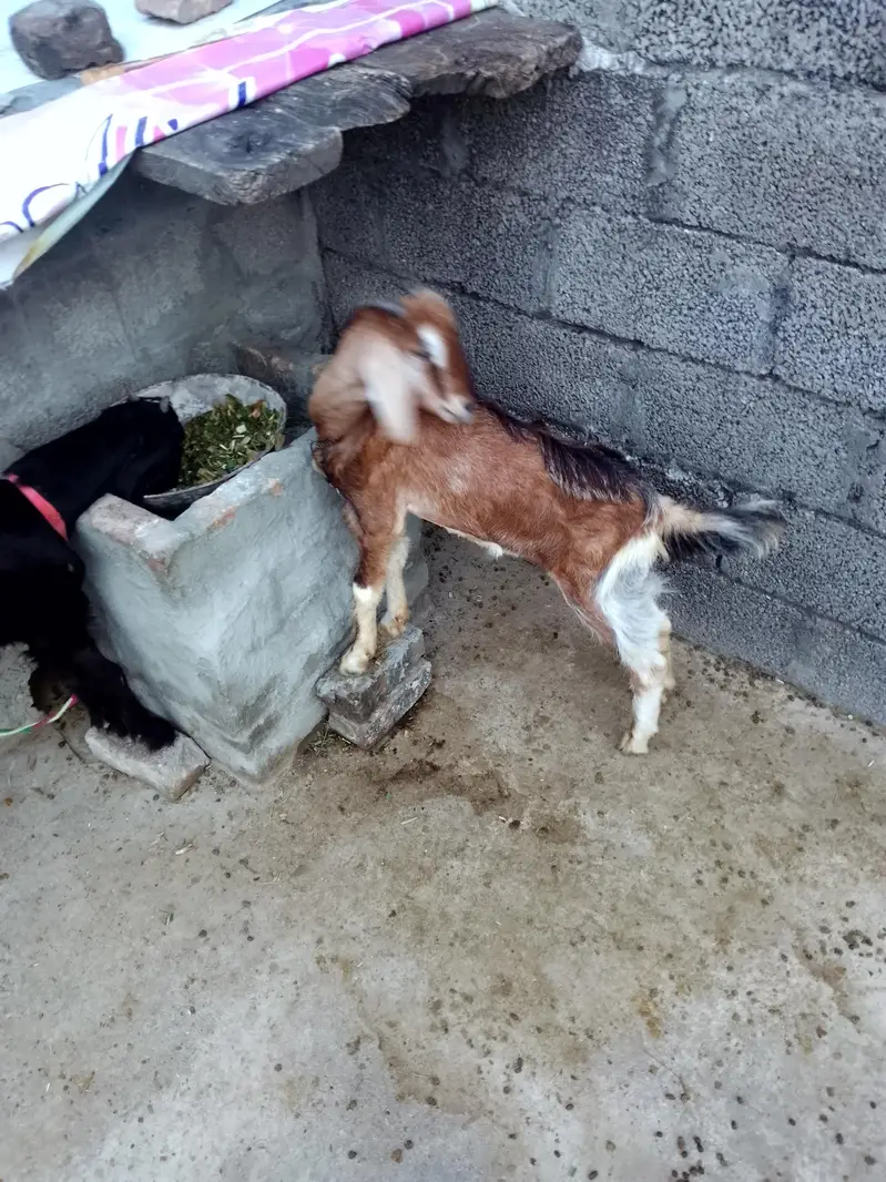 goat pair for sale age 7 month — photo 3