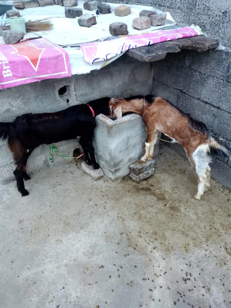 goat pair for sale age 7 month — photo 4