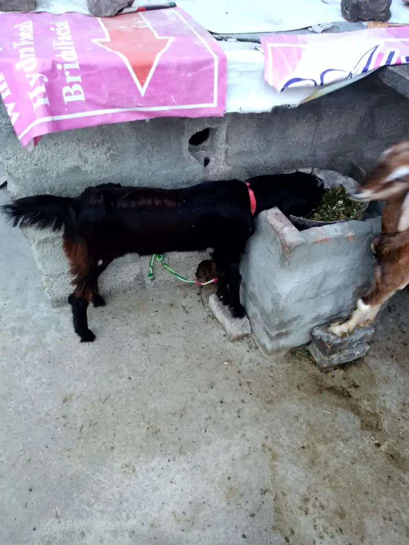 goat pair for sale age 7 month — photo 5
