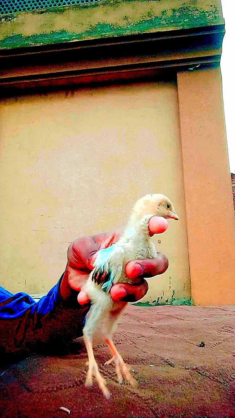 aseel chicks ( Thai, Pakistani ) — photo 2