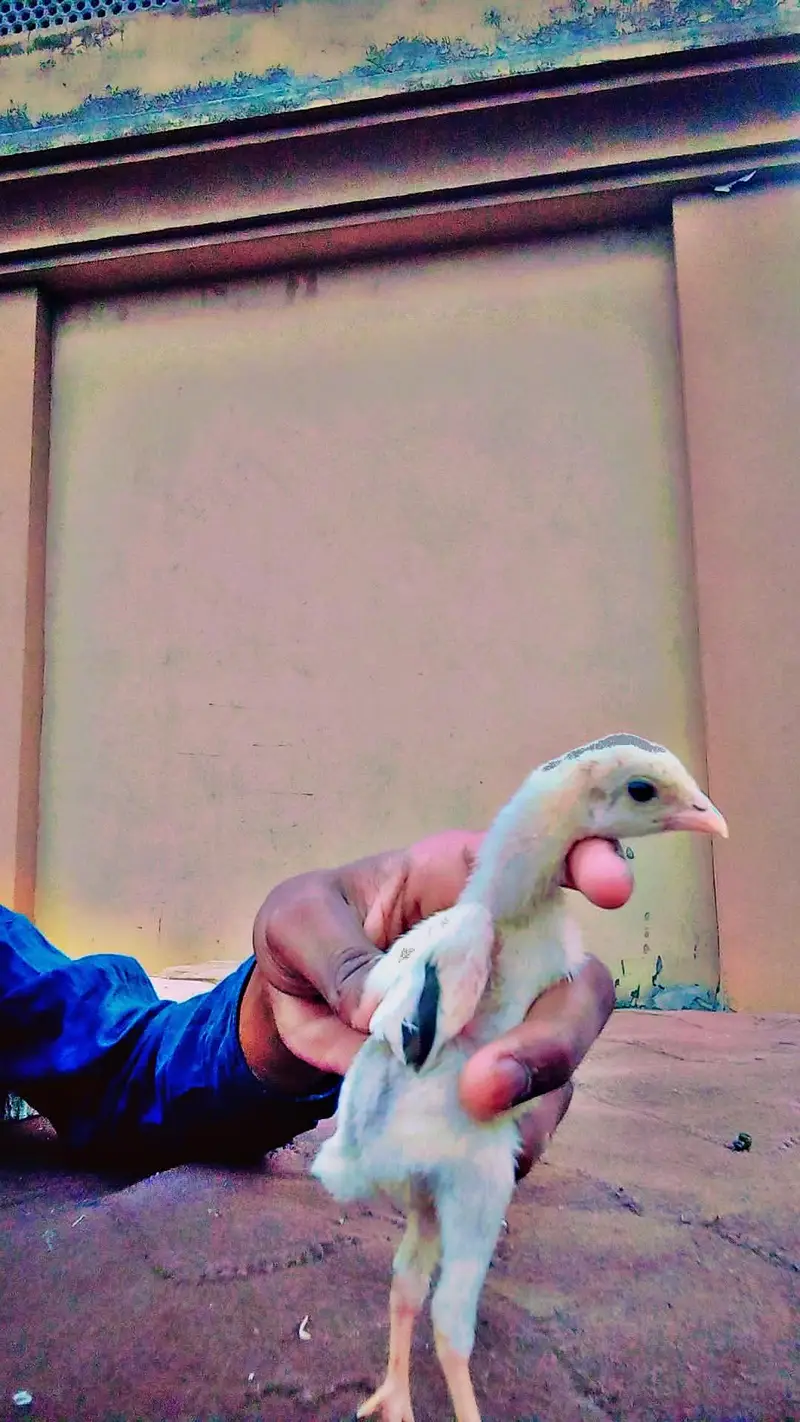 aseel chicks ( Thai, Pakistani ) — photo 4