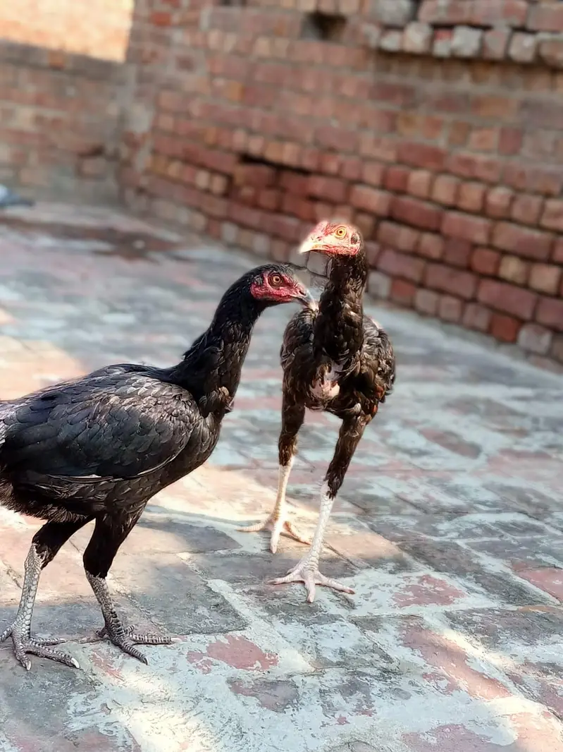 aseel chicks ( Thai, Pakistani ) — photo 10