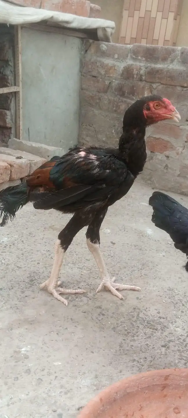 aseel chicks ( Thai, Pakistani ) — photo 11