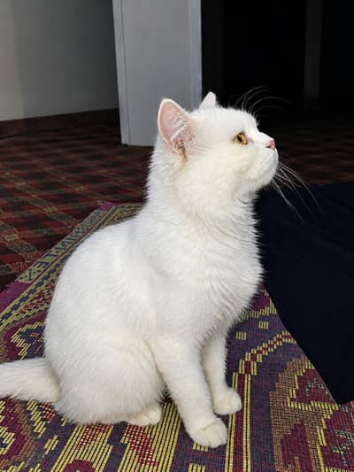 Persian Male Cat triple coat golden eyes .