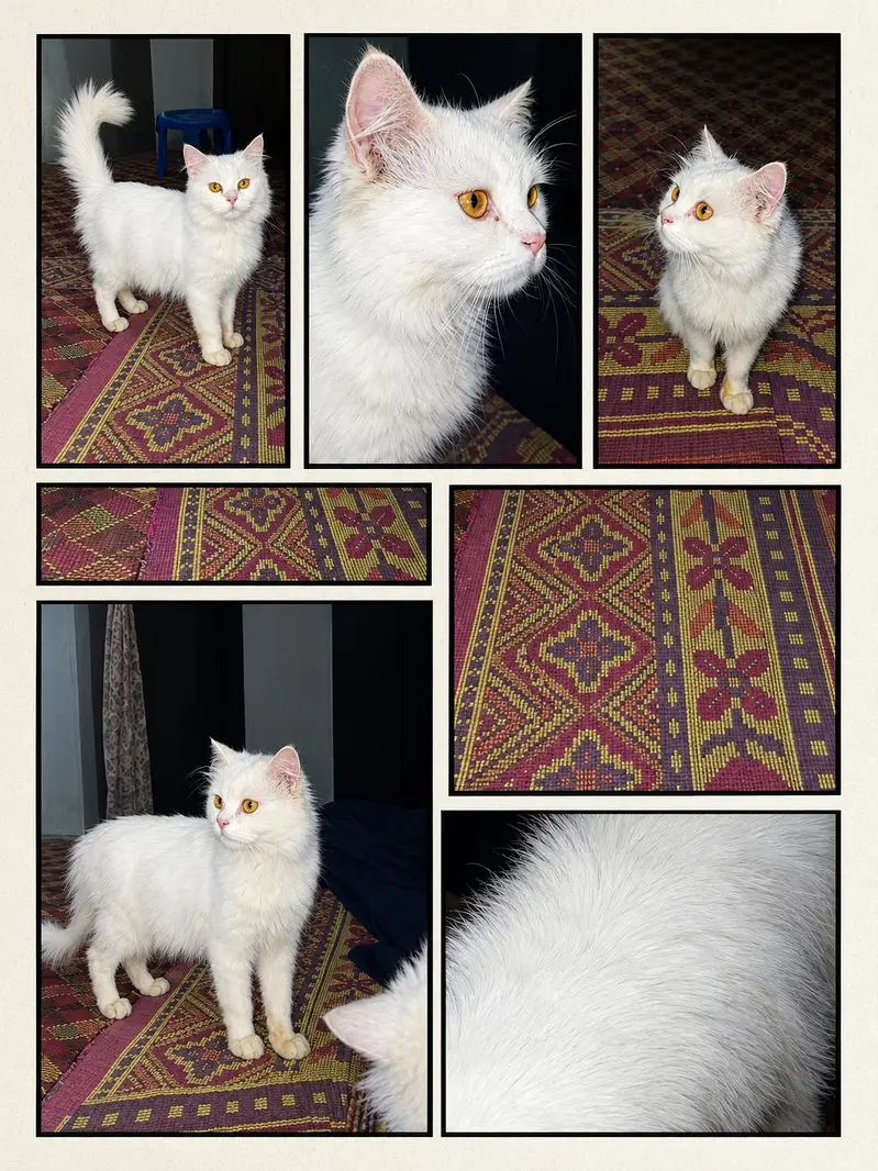 Persian Male Cat triple coat golden eyes . — photo 2