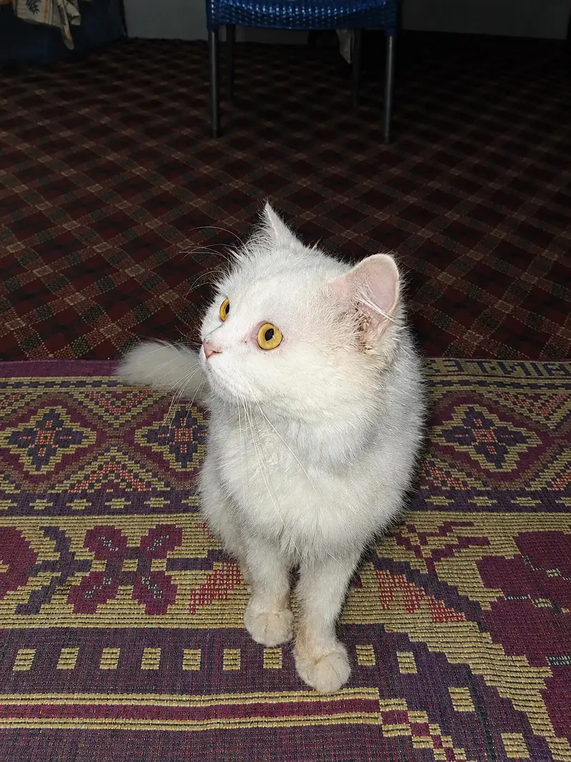 Persian Male Cat triple coat golden eyes . — photo 3