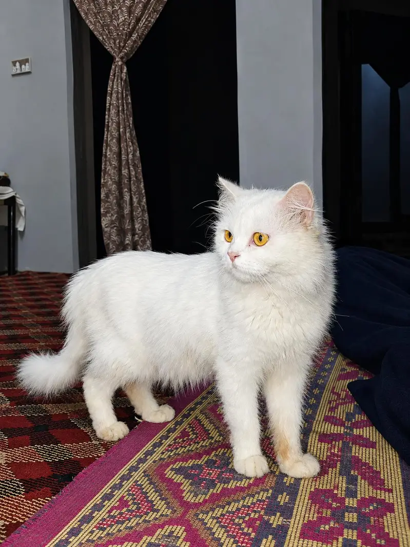 Persian Male Cat triple coat golden eyes . — photo 4