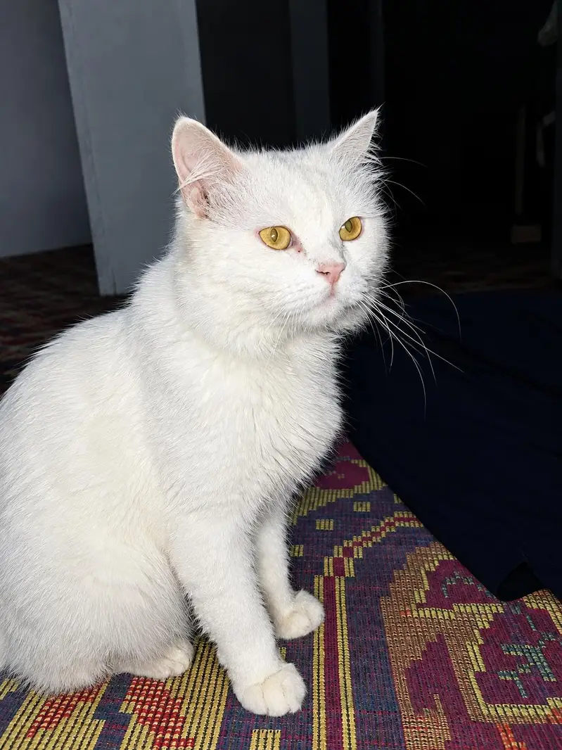 Persian Male Cat triple coat golden eyes . — photo 5