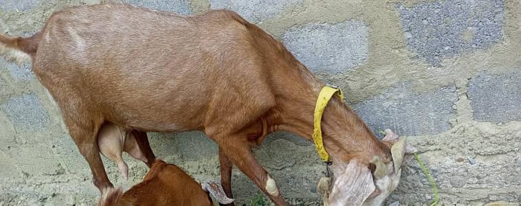 Ghar ki pali hue 2 bakri