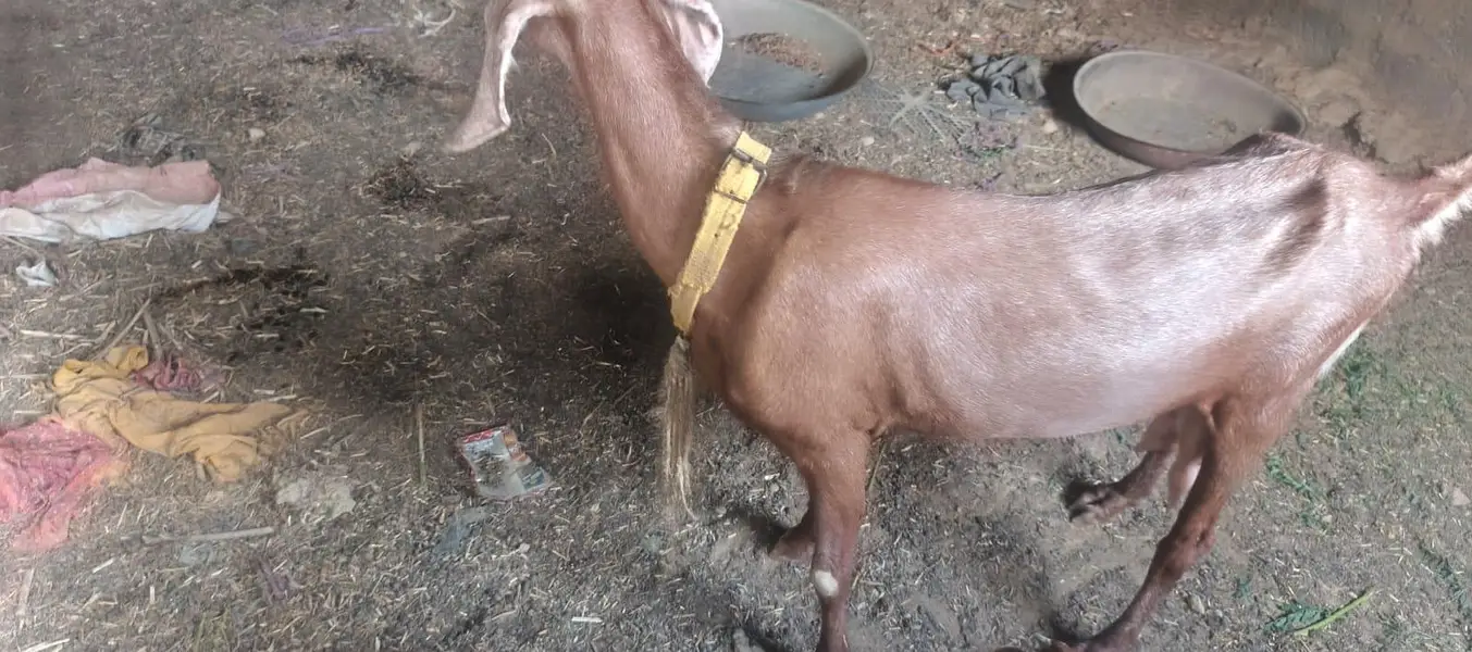 Ghar ki pali hue 2 bakri — photo 2