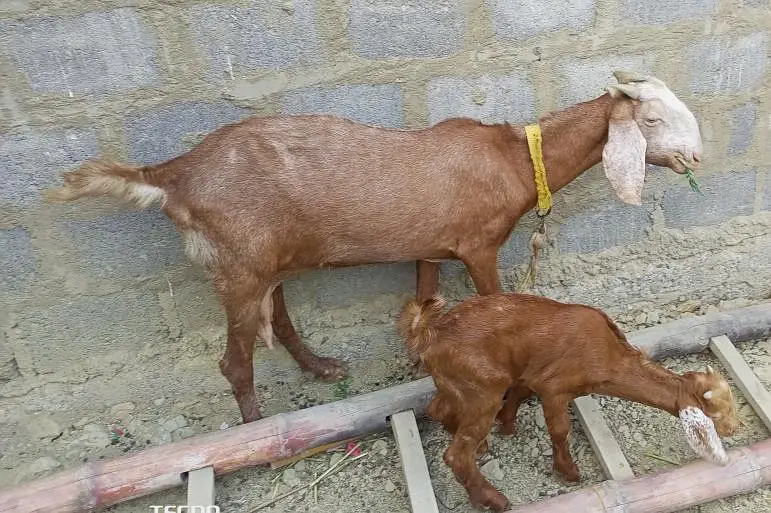 Ghar ki pali hue 2 bakri — photo 3
