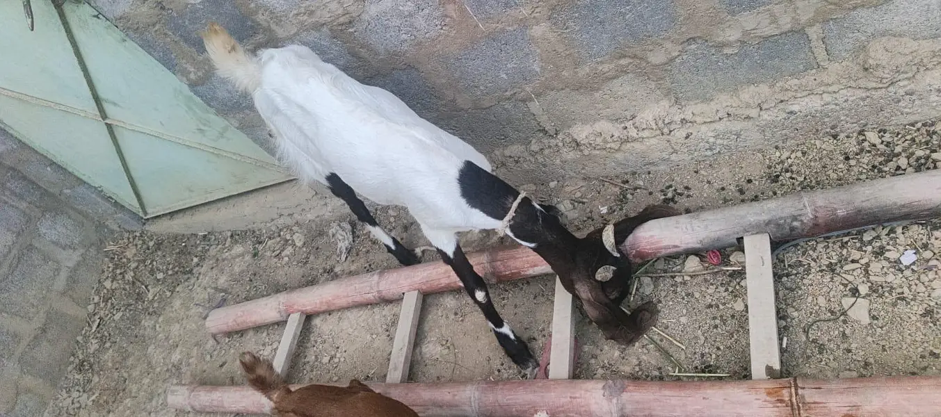 Ghar ki pali hue 2 bakri — photo 4