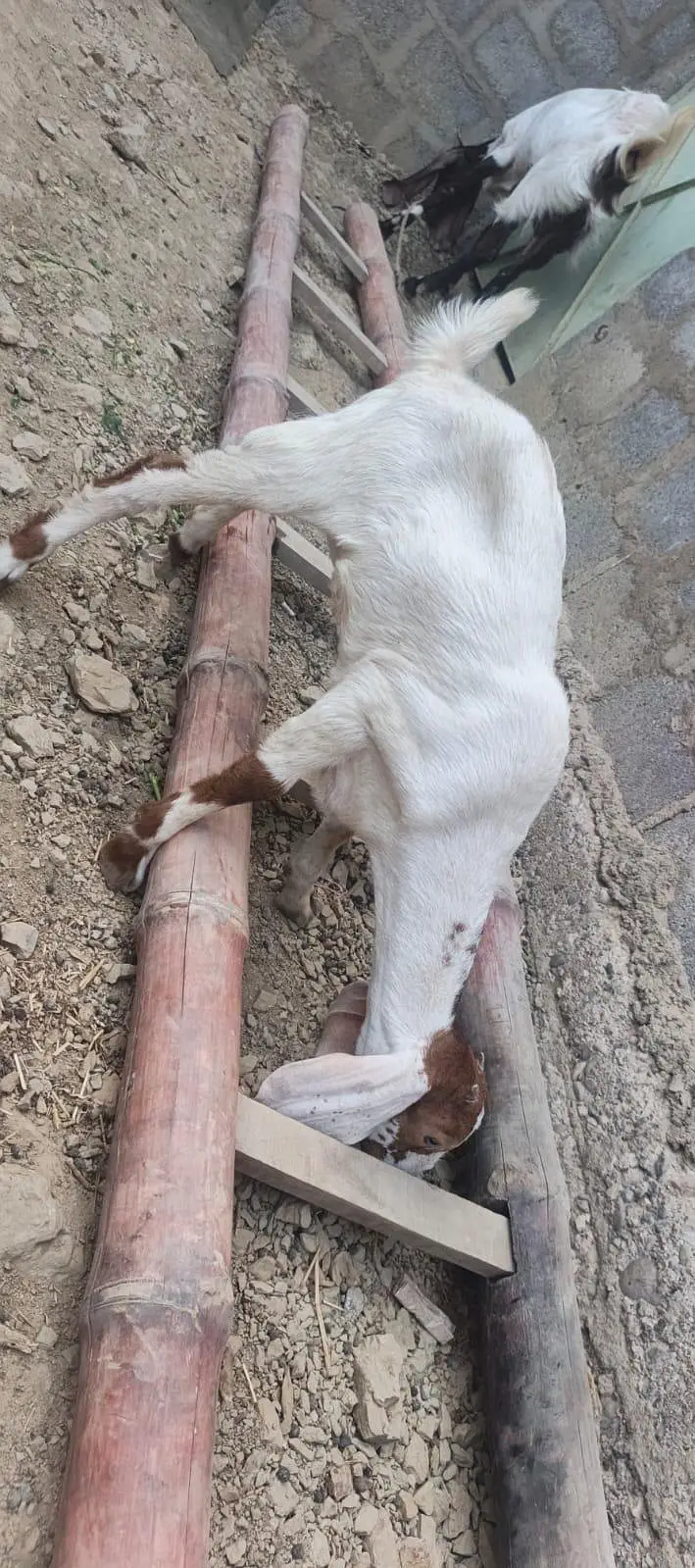 Ghar ki pali hue 2 bakri — photo 5