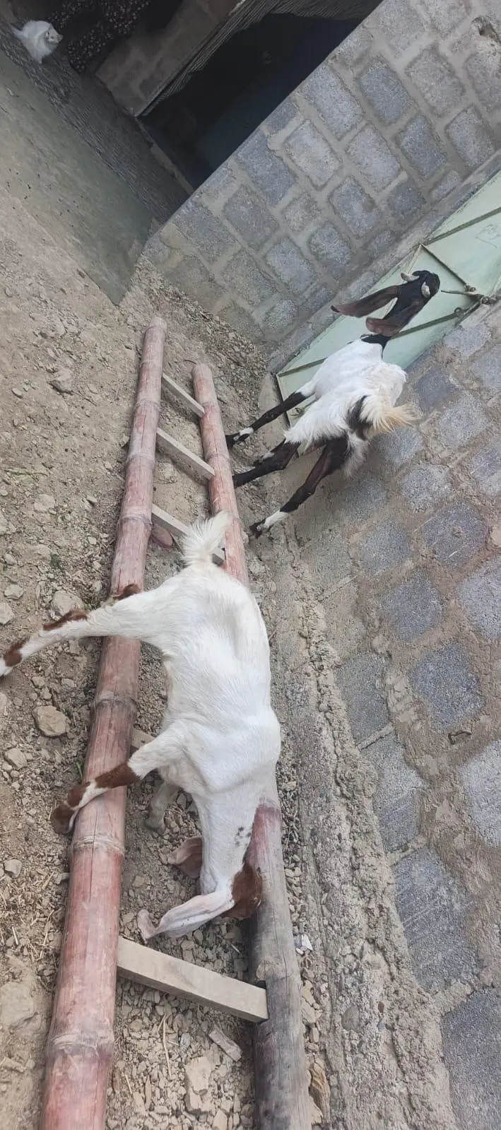 Ghar ki pali hue 2 bakri — photo 6