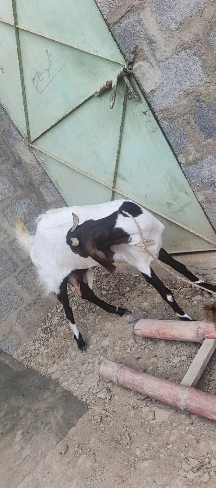 Ghar ki pali hue 2 bakri — photo 7