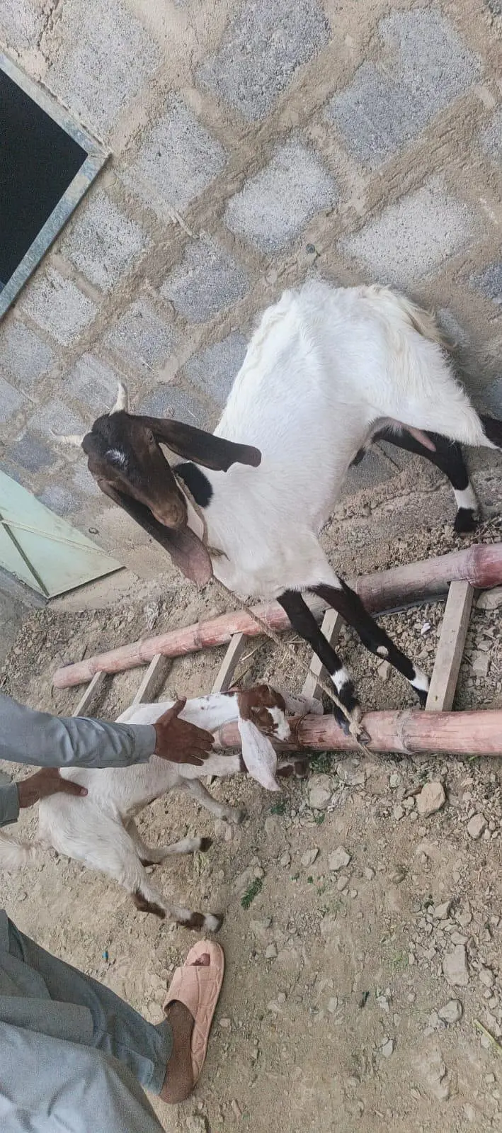 Ghar ki pali hue 2 bakri — photo 8