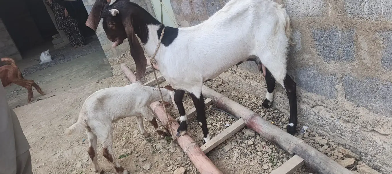 Ghar ki pali hue 2 bakri — photo 9
