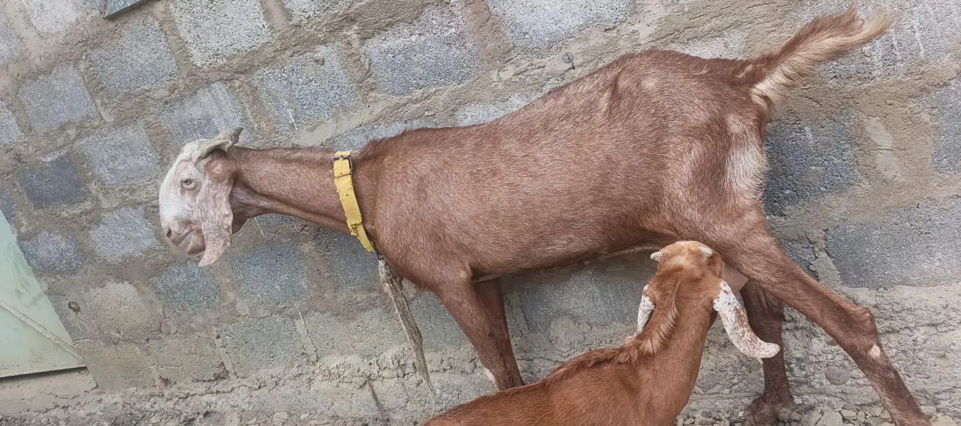 Ghar ki pali hue 2 bakri — photo 10