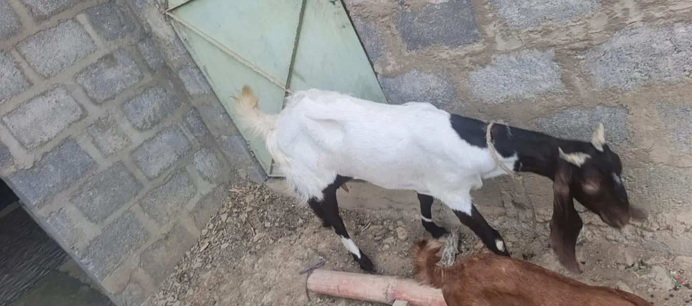 Ghar ki pali hue 2 bakri — photo 11