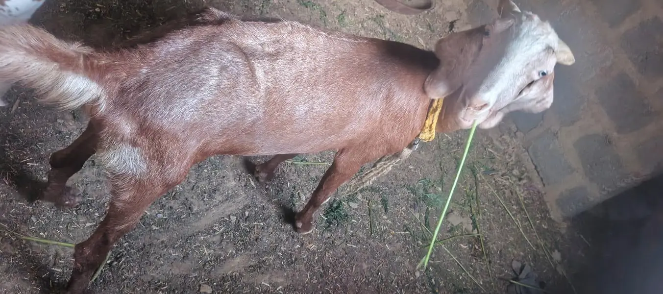 Ghar ki pali hue 2 bakri — photo 12