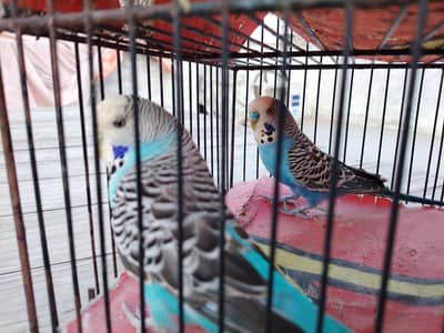 exhibition Working Pair