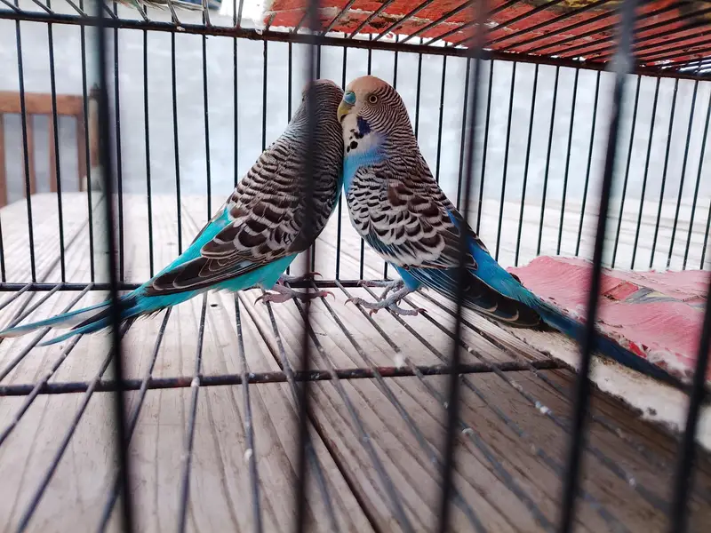 exhibition Working Pair — photo 7