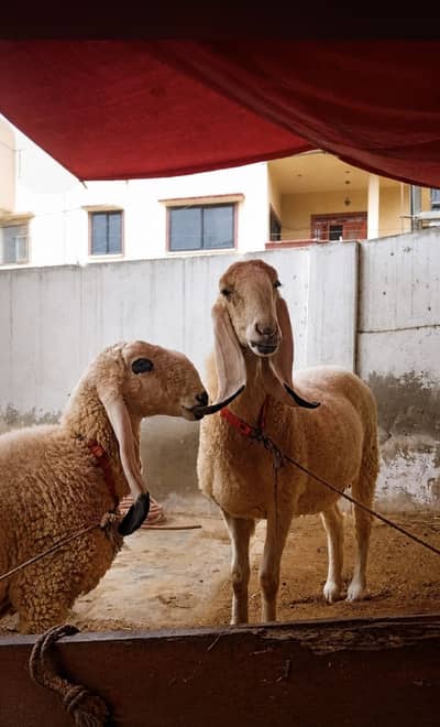 Pure kajli sarghoda breed