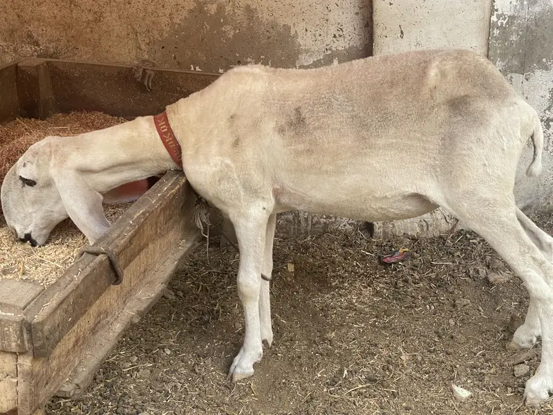 Pure kajli sarghoda breed — photo 2