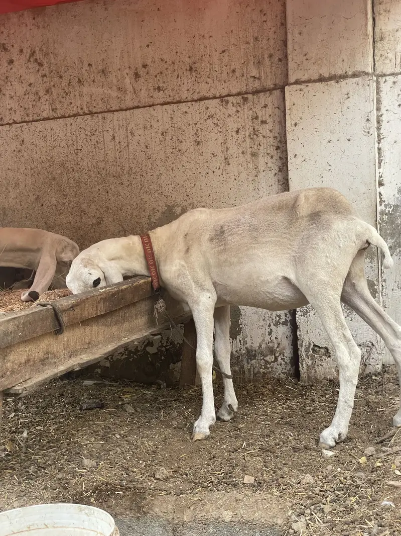 Pure kajli sarghoda breed — photo 4
