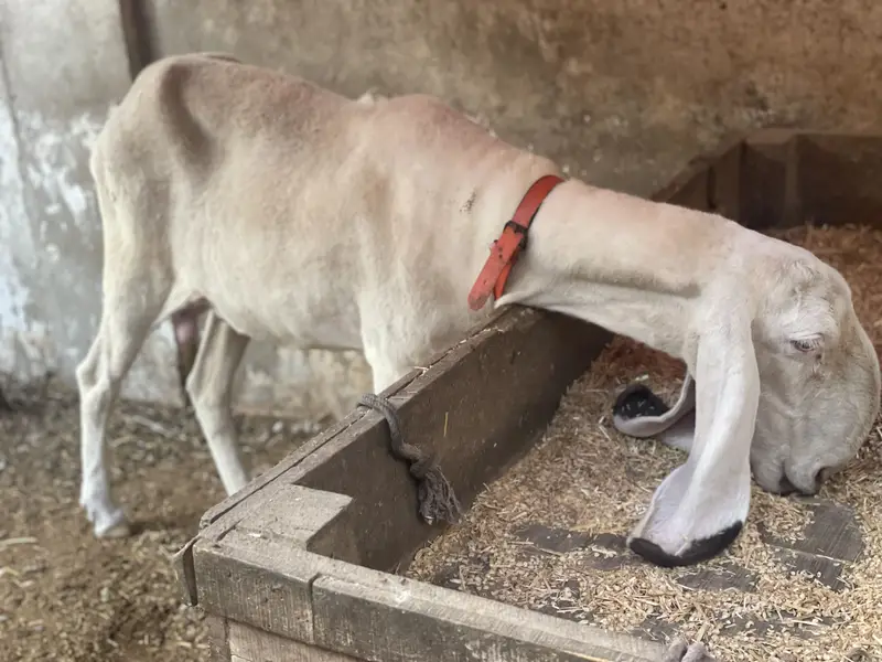 Pure kajli sarghoda breed — photo 6