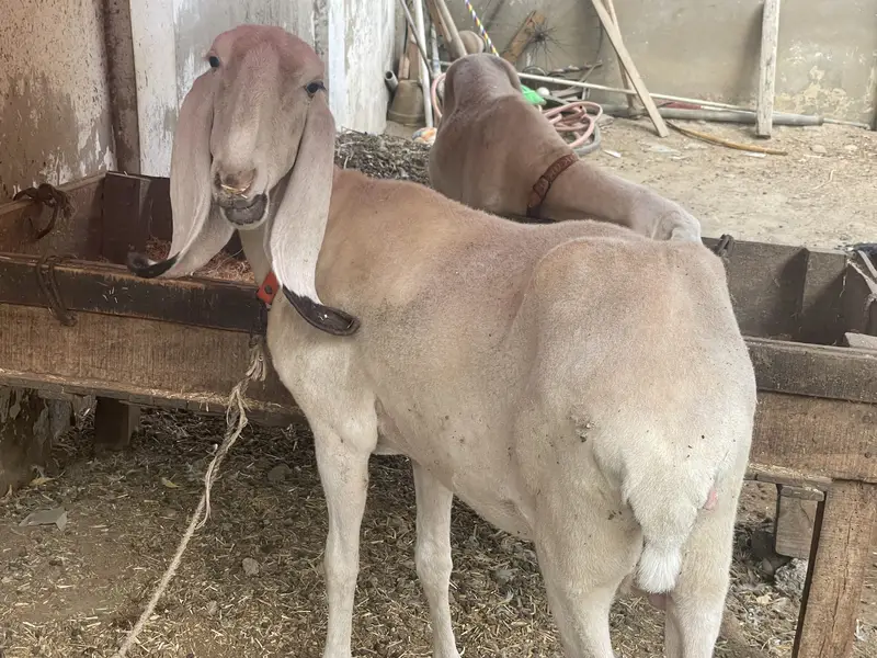 Pure kajli sarghoda breed — photo 8