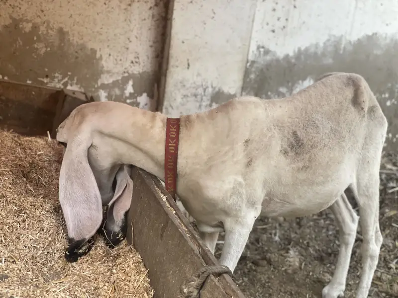 Pure kajli sarghoda breed — photo 9