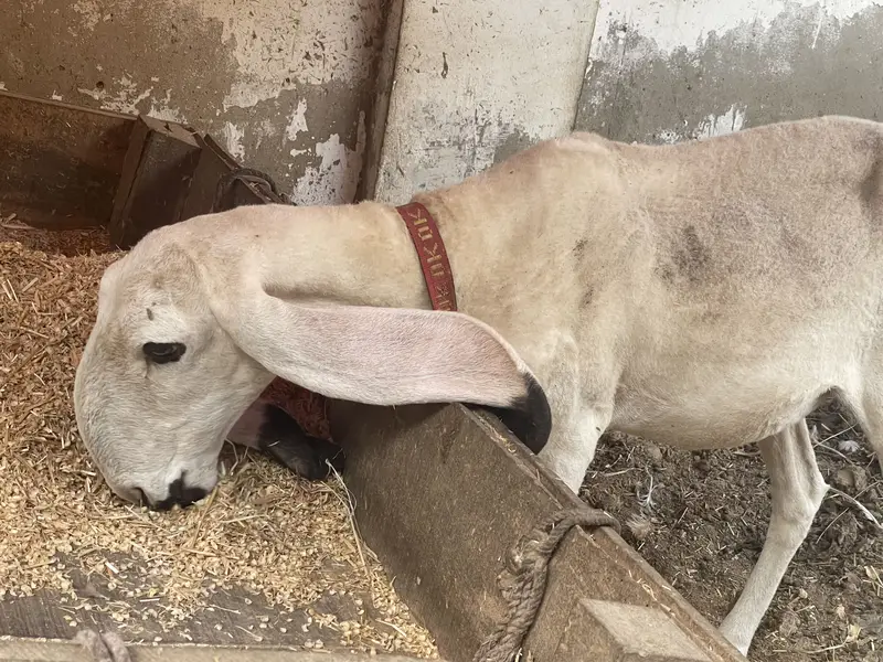 Pure kajli sarghoda breed — photo 10