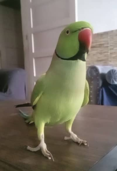 Indian Ringneck