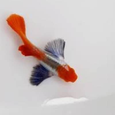 Platinum dumbo koi guppy exotic guppy A+Grade