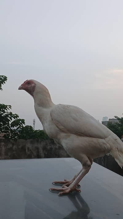 heera aseel fertile eggs for sale