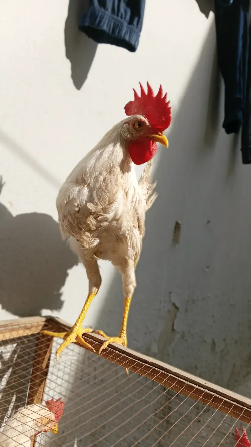 Pure Cross Desi Murga White colour — photo 4
