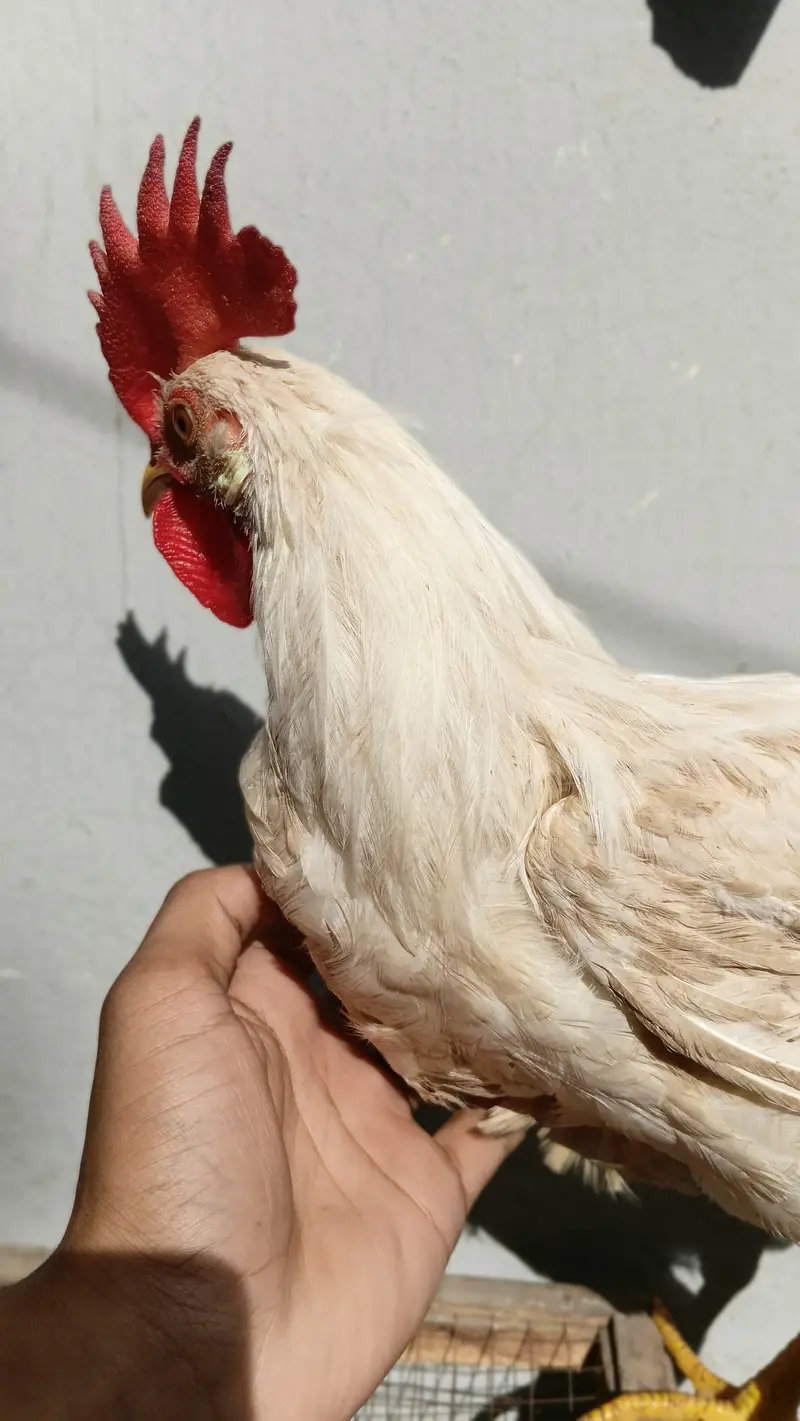 Pure Cross Desi Murga White colour — photo 10