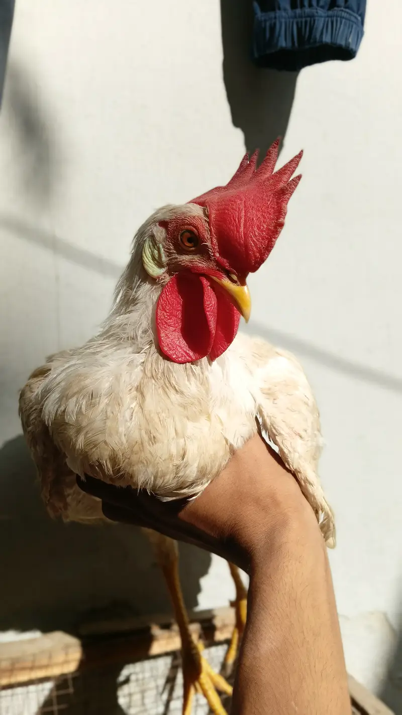 Pure Cross Desi Murga White colour — photo 11