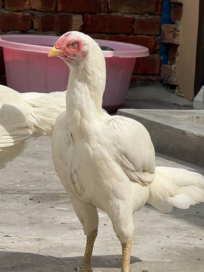 2 Heera aseel or 1 Thai murgi for sale