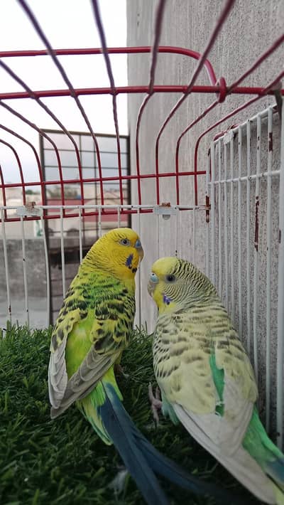 Mutation budgies breeder pairs available