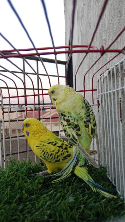 Mutation budgies breeder pairs available