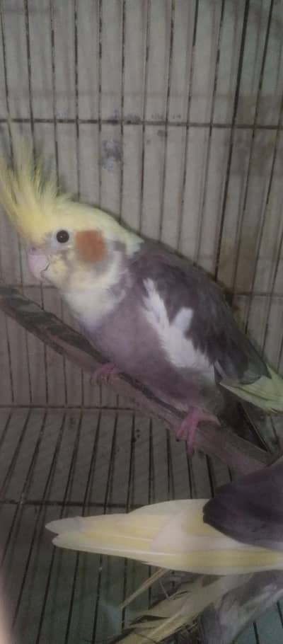Cockatiels