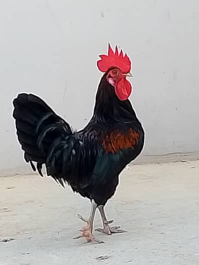 Misri murgi / anday wali murgi/murgi/hen/hens/dasi murgi/03190355873