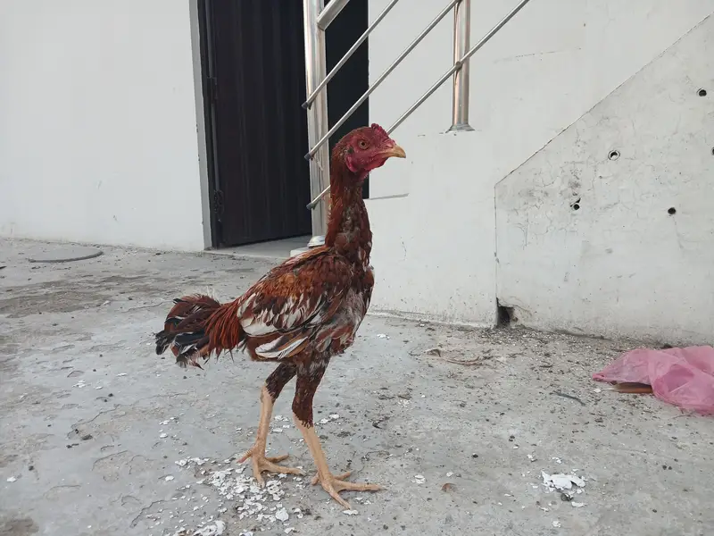 Aseel very long height mai — photo 10