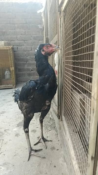 Aseel sindhi female