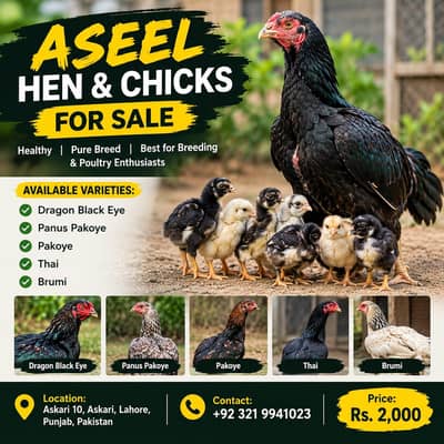 Aseel Chicks for Sale in Lahore | Dragon Black Eye, Thai & Brumi breed