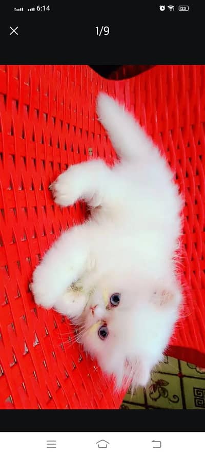 Persian Triple Cot Kitten's