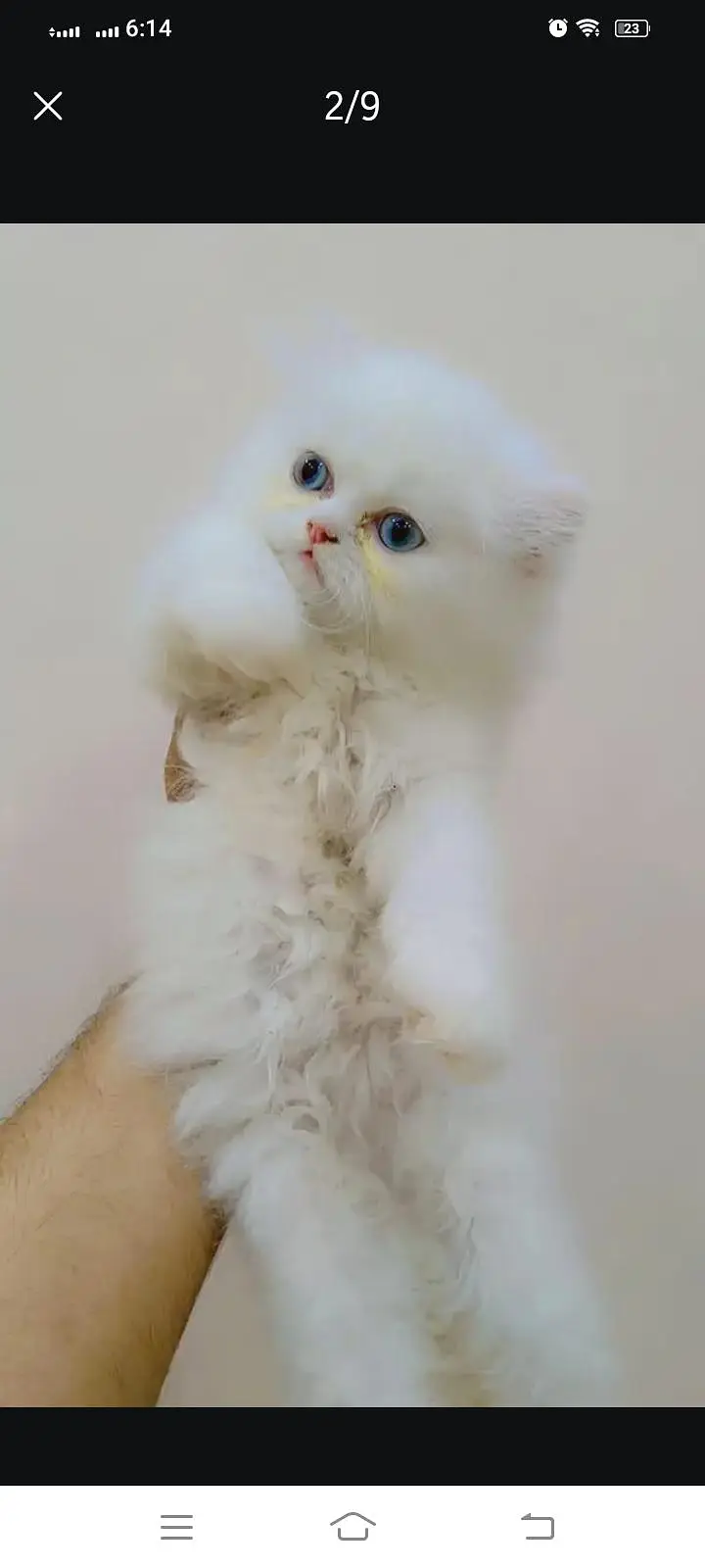 Persian Triple Cot Kitten's — photo 2